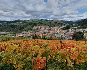 Viñedos en Cangas del Narcea